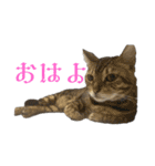 ごにゃんとP家の仲間たち（個別スタンプ：7）