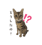 ごにゃんとP家の仲間たち（個別スタンプ：8）