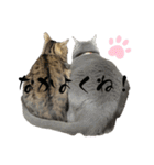 ごにゃんとP家の仲間たち（個別スタンプ：11）