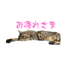 ごにゃんとP家の仲間たち（個別スタンプ：12）