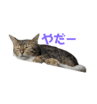ごにゃんとP家の仲間たち（個別スタンプ：14）