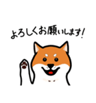 柴犬ワンワンスタンプ（個別スタンプ：4）