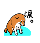 柴犬ワンワンスタンプ（個別スタンプ：8）
