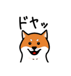柴犬ワンワンスタンプ（個別スタンプ：13）
