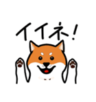 柴犬ワンワンスタンプ（個別スタンプ：16）