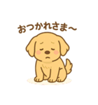 ゴールデンレトリバーの子犬用スタンプ（個別スタンプ：16）