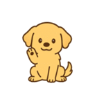 ゴールデンレトリバーの子犬用スタンプ（個別スタンプ：19）