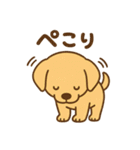 ゴールデンレトリバーの子犬用スタンプ（個別スタンプ：23）