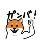 柴犬ワンワンスタンプ2（個別スタンプ：2）