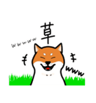 柴犬ワンワンスタンプ2（個別スタンプ：10）