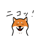 柴犬ワンワンスタンプ2（個別スタンプ：13）