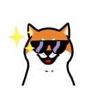 柴犬ワンワンスタンプ2（個別スタンプ：31）