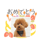 タートルスタンプ 13250274（個別スタンプ：1）
