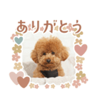 タートルスタンプ 13250274（個別スタンプ：2）