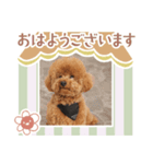 タートルスタンプ 13250274（個別スタンプ：5）