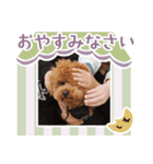 タートルスタンプ 13250274（個別スタンプ：6）
