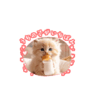 可愛い子猫kawaiineko（個別スタンプ：1）