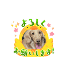 Louis ＆ Latte（個別スタンプ：4）