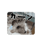 Louis ＆ Latte（個別スタンプ：5）