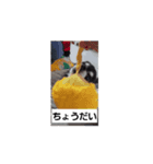 チワワ4兄妹(ネオ・ピノ・イオ・のい)Love（個別スタンプ：3）