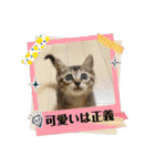 テヌレオポン日常スタンプ（個別スタンプ：1）