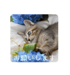 テヌレオポン日常スタンプ（個別スタンプ：3）