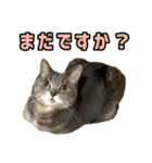 テヌレオポン日常スタンプ（個別スタンプ：4）