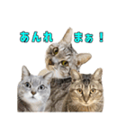 テヌレオポン日常スタンプ（個別スタンプ：11）