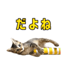 テヌレオポン日常スタンプ（個別スタンプ：12）