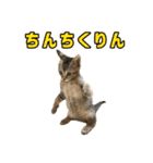 テヌレオポン日常スタンプ（個別スタンプ：14）