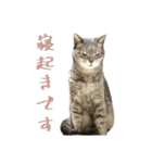 テヌレオポン日常スタンプ（個別スタンプ：16）