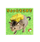 テヌレオポン日常スタンプ（個別スタンプ：18）