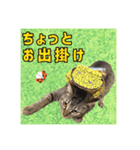 テヌレオポン日常スタンプ（個別スタンプ：19）