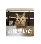 テヌレオポン日常スタンプ（個別スタンプ：23）