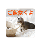 テヌレオポン日常スタンプ（個別スタンプ：24）