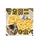 テヌレオポン日常スタンプ（個別スタンプ：25）