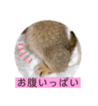 テヌレオポン日常スタンプ（個別スタンプ：26）