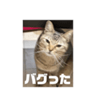 テヌレオポン日常スタンプ（個別スタンプ：36）