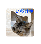 テヌレオポン日常スタンプ（個別スタンプ：39）