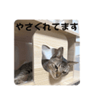 テヌレオポン日常スタンプ（個別スタンプ：40）
