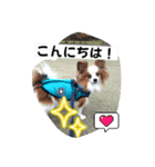 パピヨン レオ！（個別スタンプ：1）