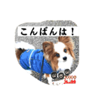 パピヨン レオ！（個別スタンプ：4）