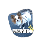 パピヨン レオ！（個別スタンプ：9）