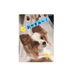 パピヨン レオ！（個別スタンプ：11）