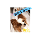 パピヨン レオ！（個別スタンプ：12）