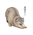 汎用マヌルネコスタンプ（個別スタンプ：1）