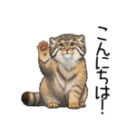汎用マヌルネコスタンプ（個別スタンプ：2）