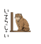 汎用マヌルネコスタンプ（個別スタンプ：6）