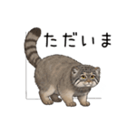 汎用マヌルネコスタンプ（個別スタンプ：7）