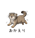 汎用マヌルネコスタンプ（個別スタンプ：8）